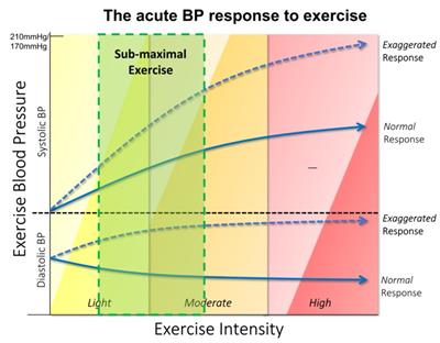 Exercise blood pressure, cardiorespiratory fitness, fatness and cardiovascular risk in children and adolescents